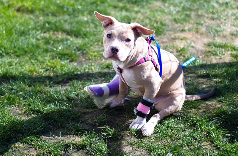 You are the lifeblood of our work on behalf of animals.